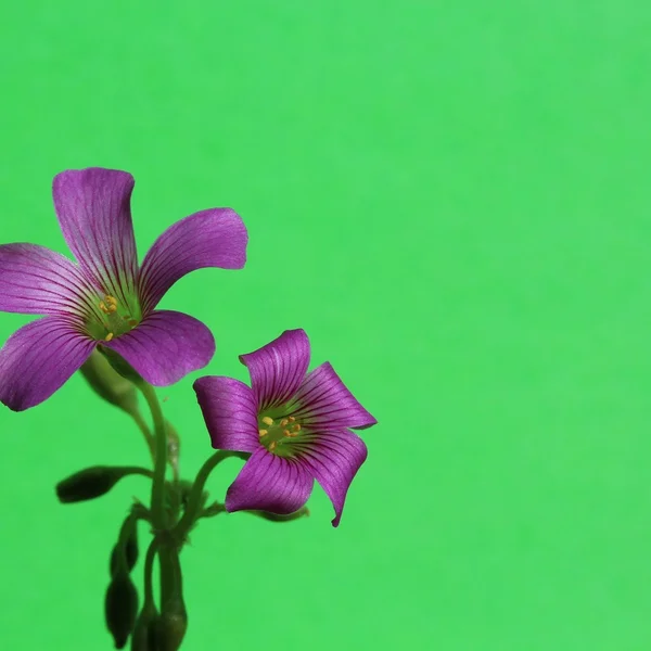 问鼎娱乐百家乐游戏